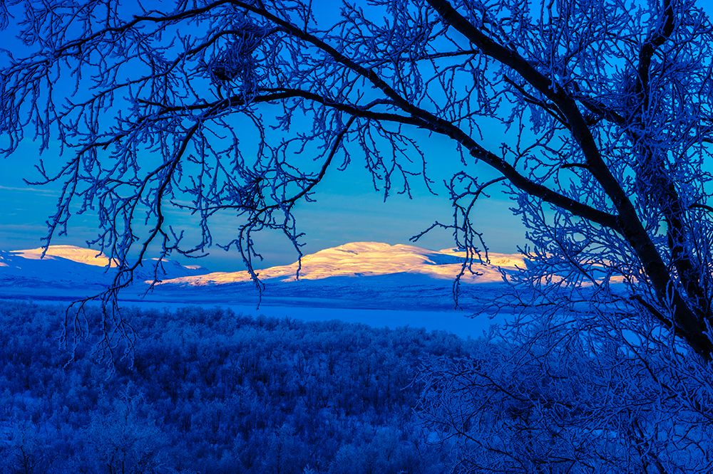 Sweden-Norrbotten-Abisko. Winter light over frosted birch forest and Torne Lake.